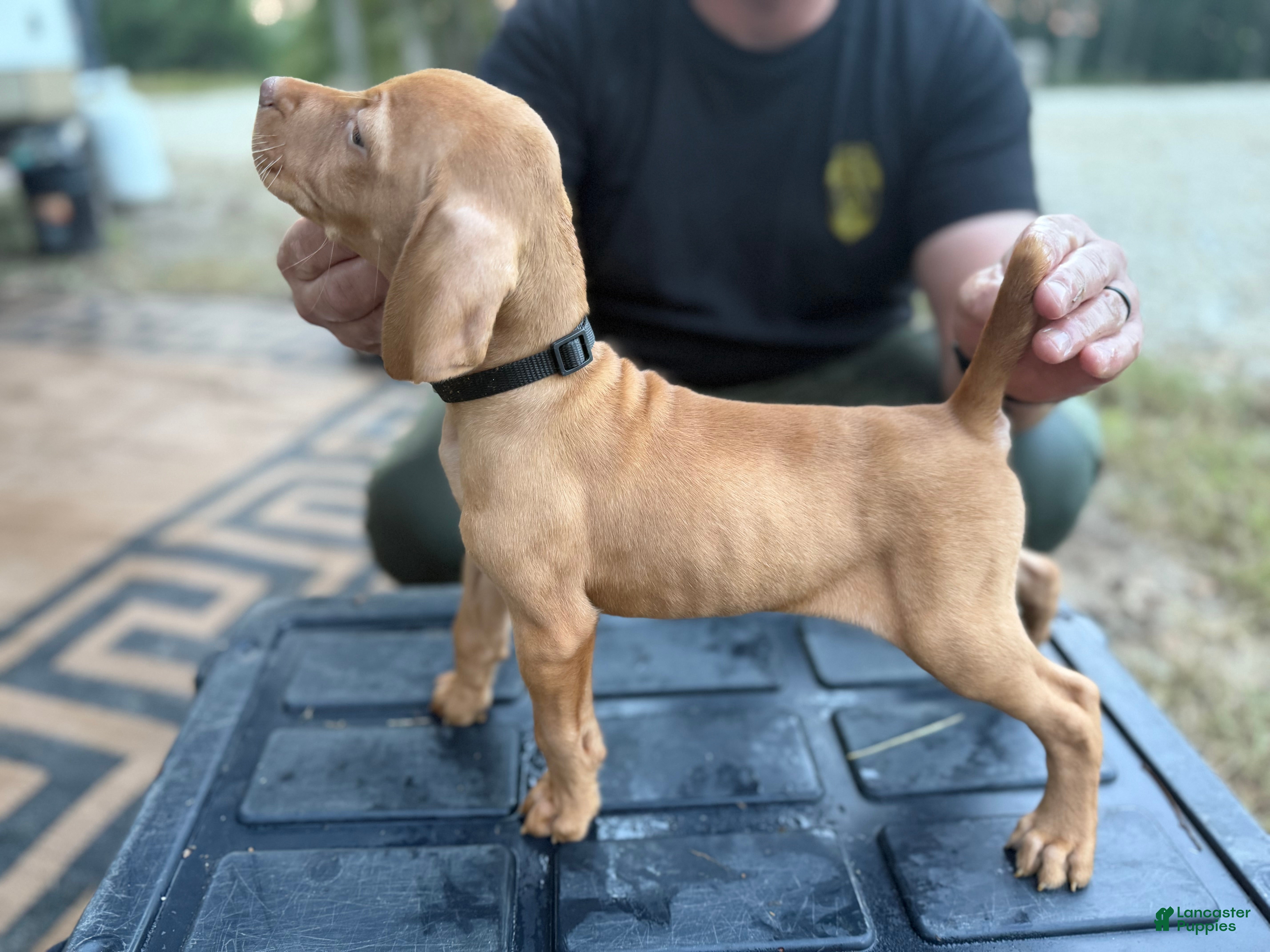 Vizsla dogs Black - Ad 7