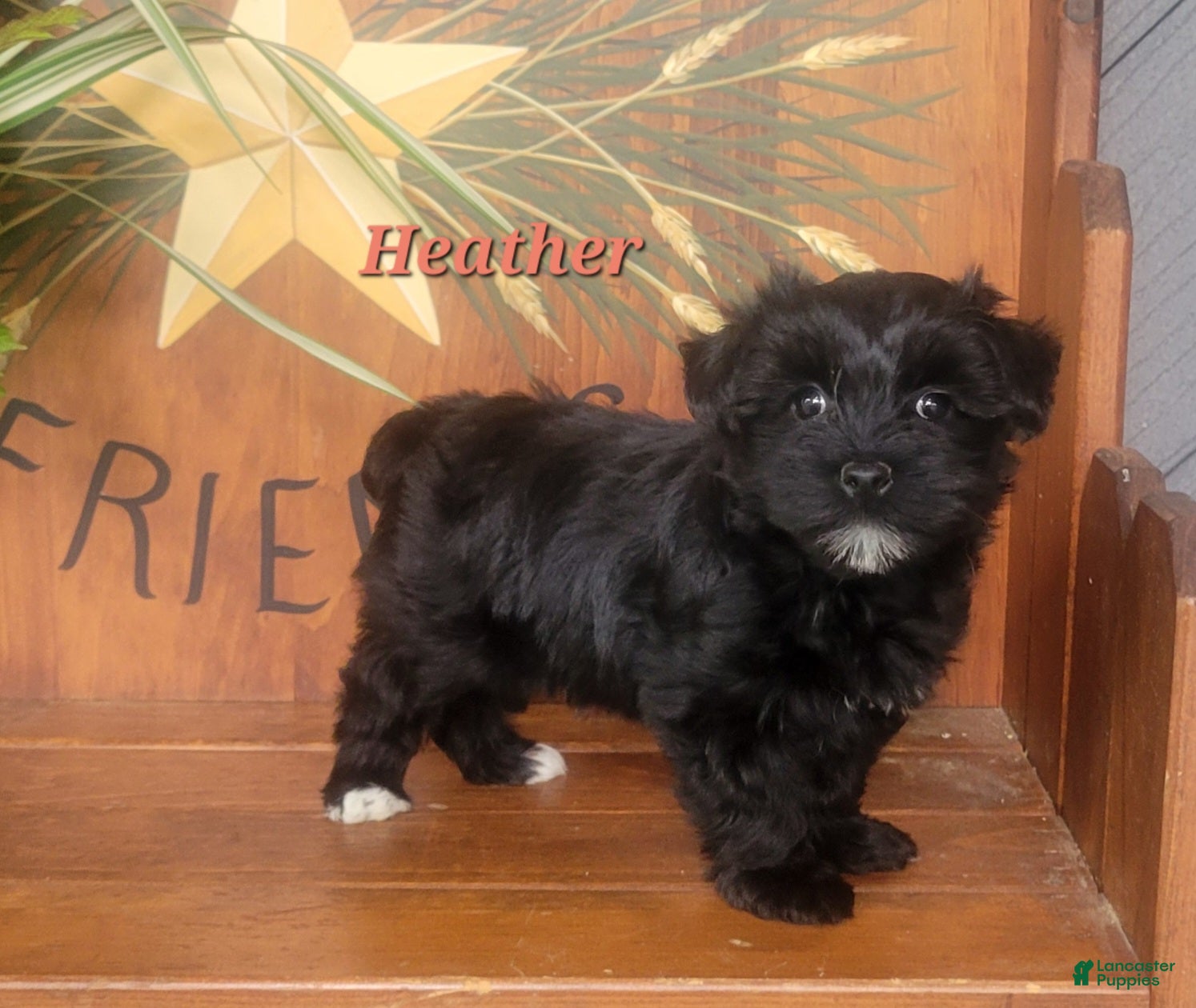 Morkie dogs for sale: Heather - Ad 1