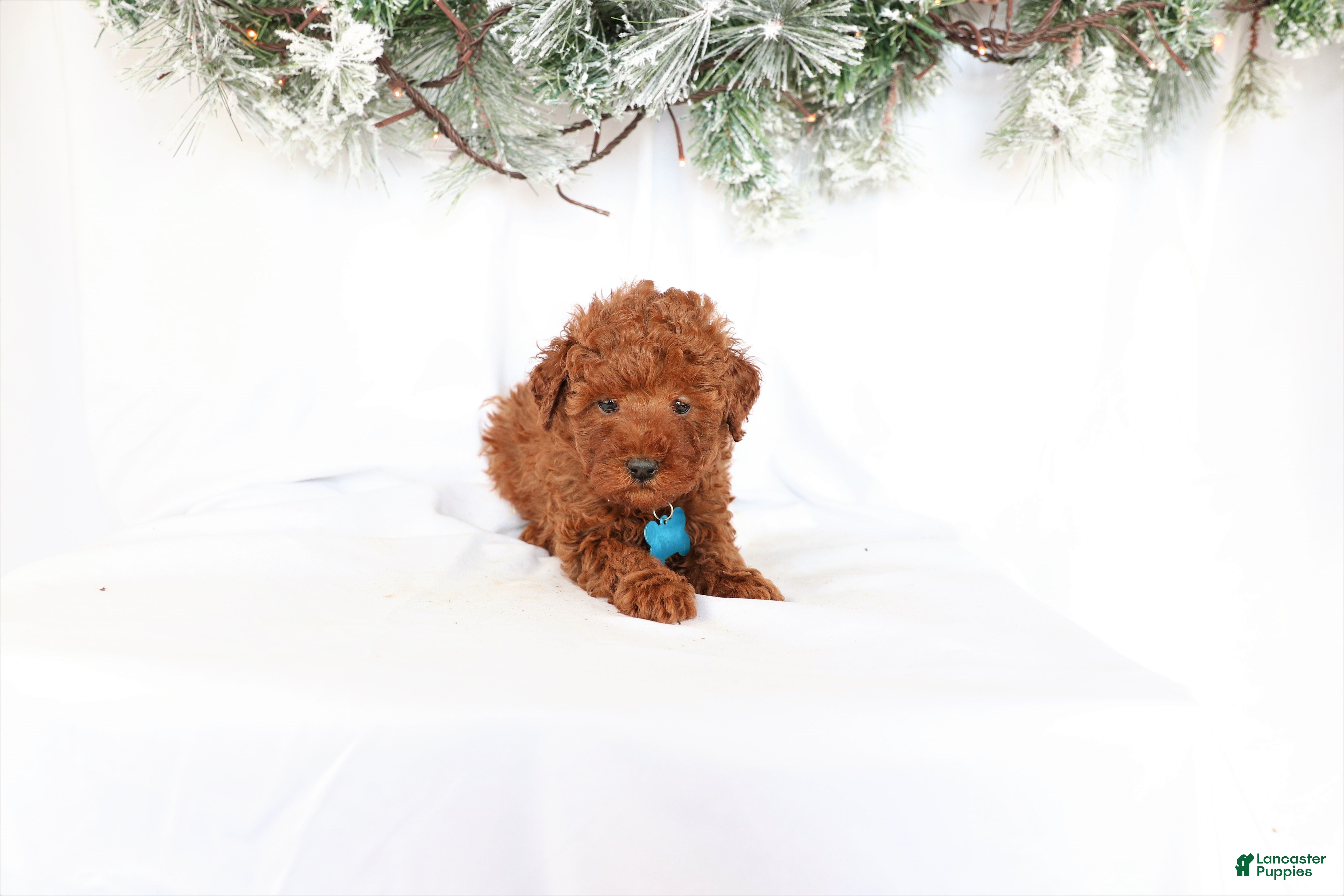 Miniature Poodle dogs for sale: Duke - Ad 1