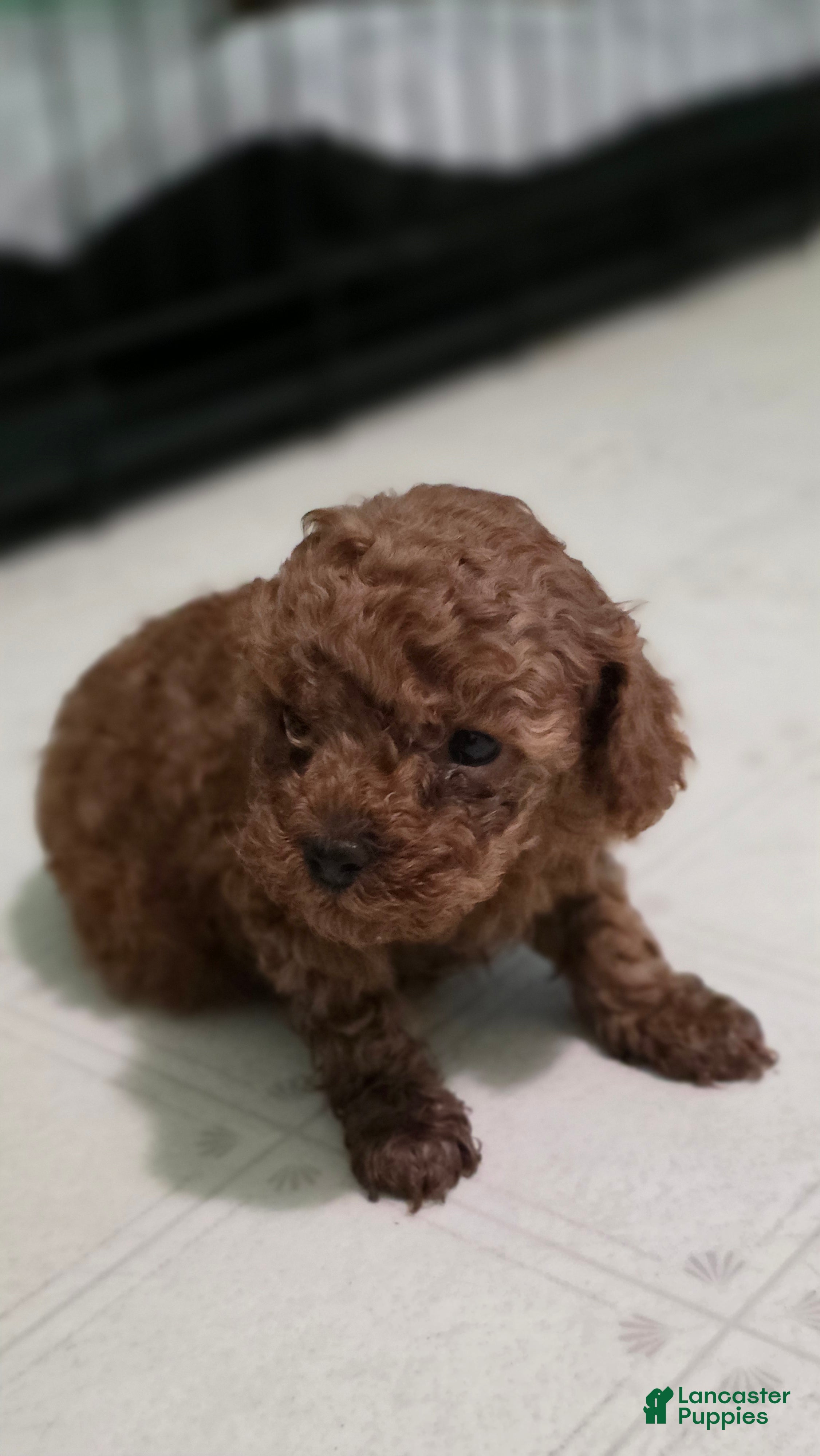 Toy Poodle dogs Toy Poodle Puppy 2 - Ad 1