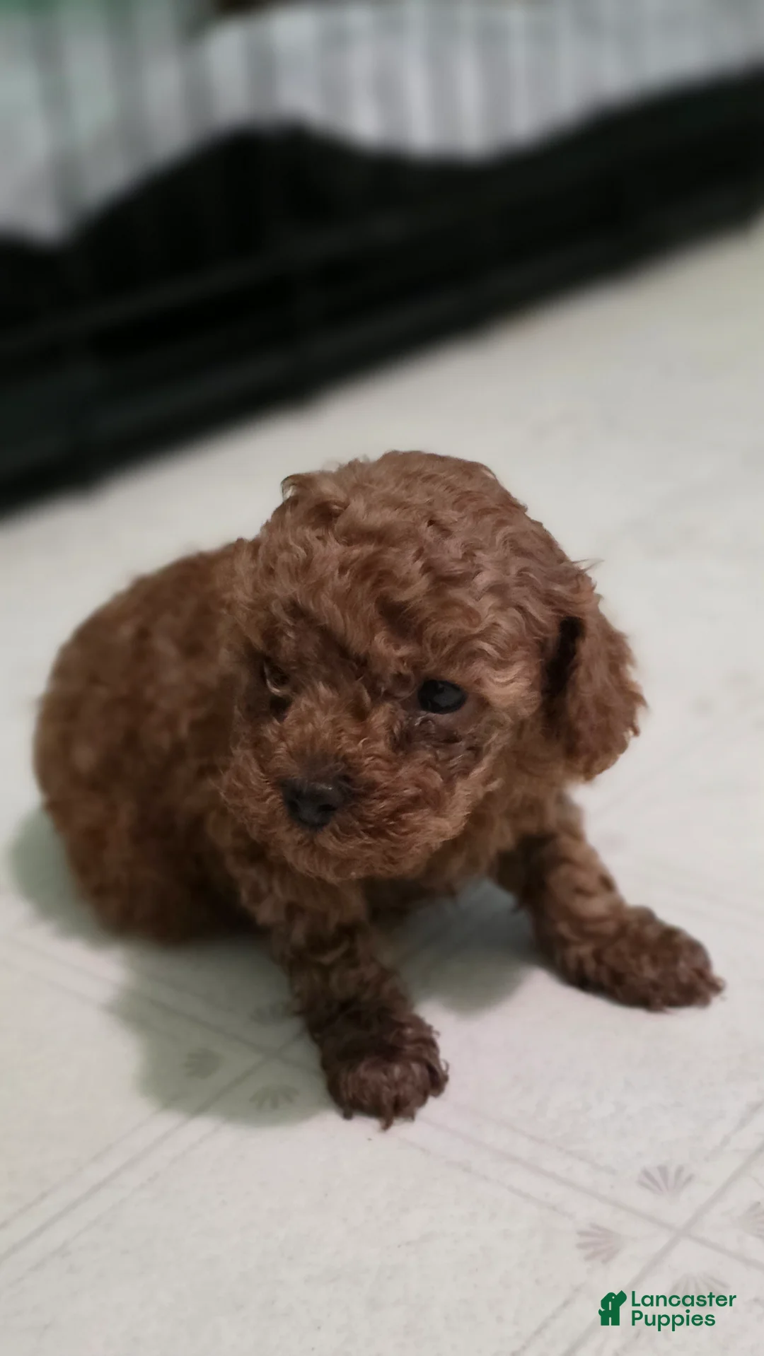 Toy Poodle dogs for sale: Toy Poodle Puppy 2 - Ad 1