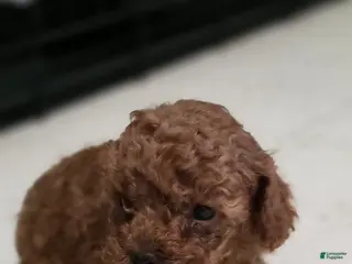 Toy Poodle dogs for sale: Toy Poodle Puppy 2 - Ad 2