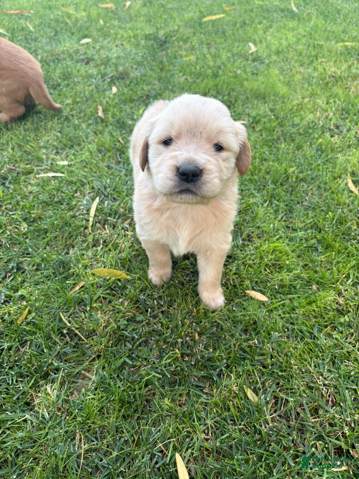 Golden Retriever dogs for sale: Pink Girl Ranger - Ad 27