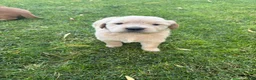 Golden Retriever dogs for sale: Pink Girl Ranger - Ad 1