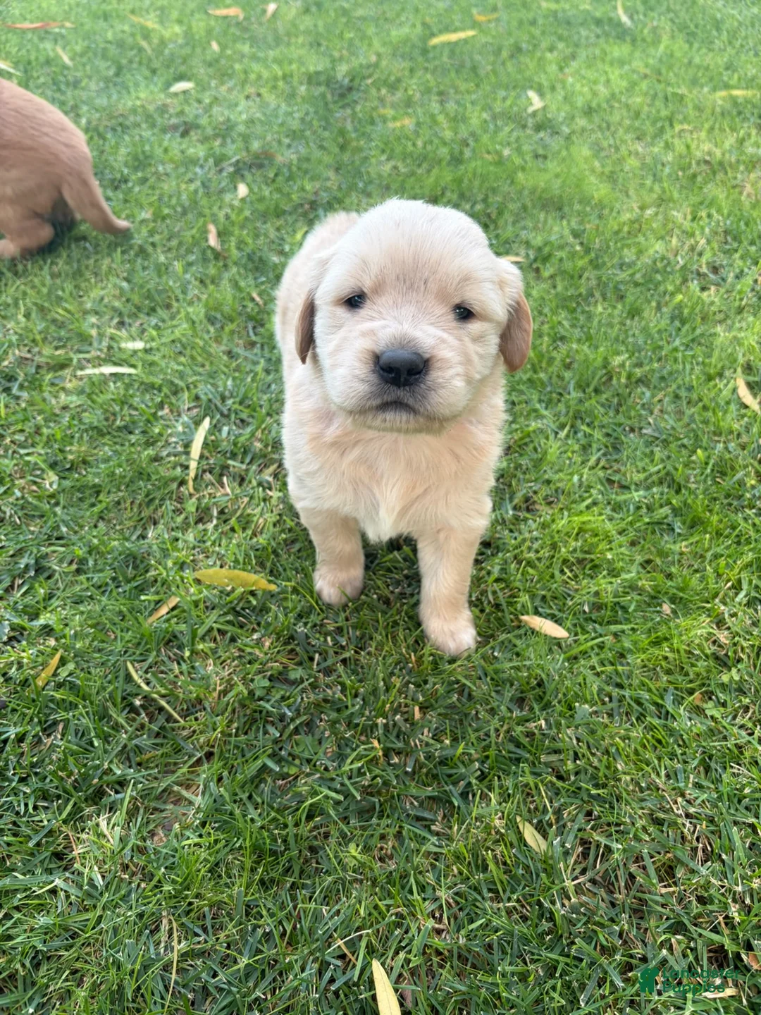Golden Retriever dogs for sale: Pink Girl Ranger - Ad 1