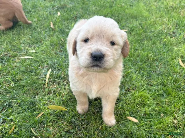 Golden Retriever dogs for sale: Pink Girl Ranger - Ad 27