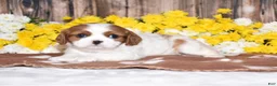 Cavalier King Charles Spaniel dogs for sale: Gabby - Ad 1