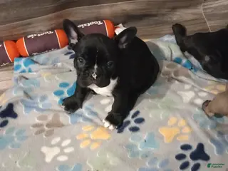 French Bulldog dogs Chip - Ad 1