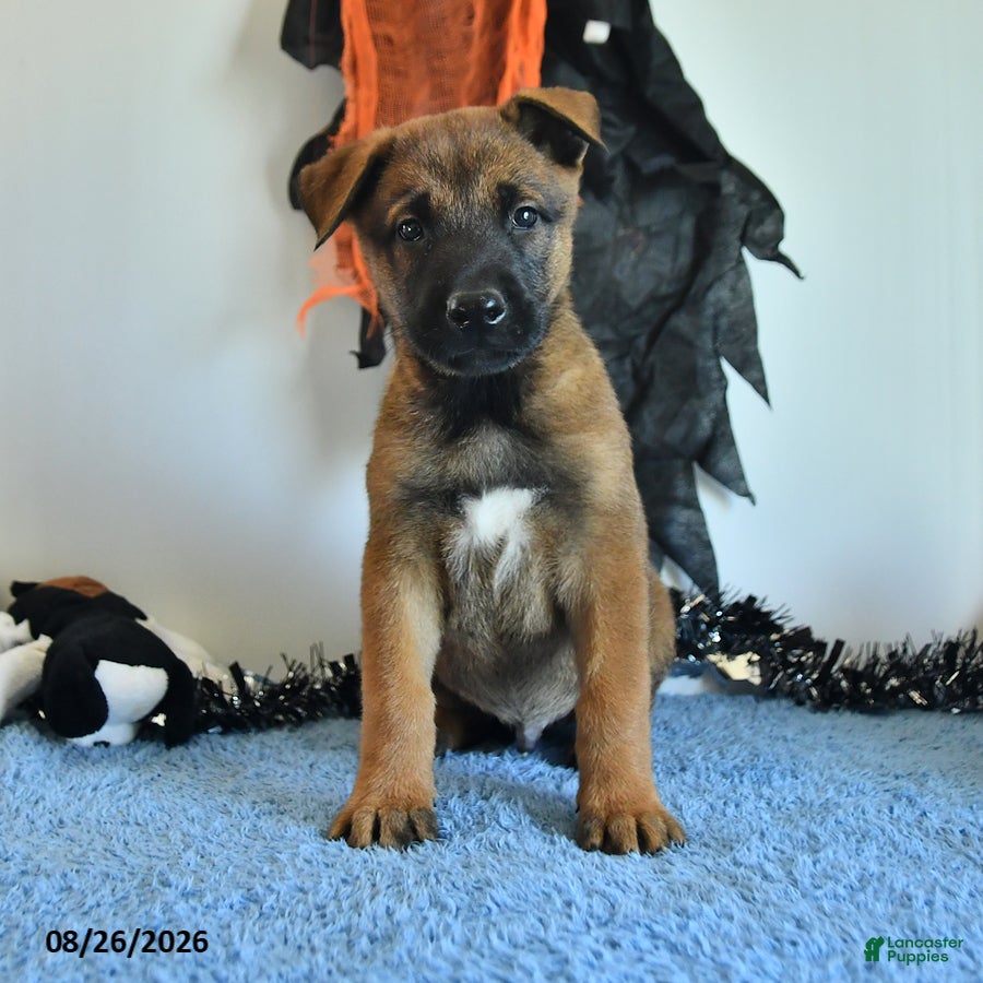 Belgian Malinois dogs Sevenis - Ad 1
