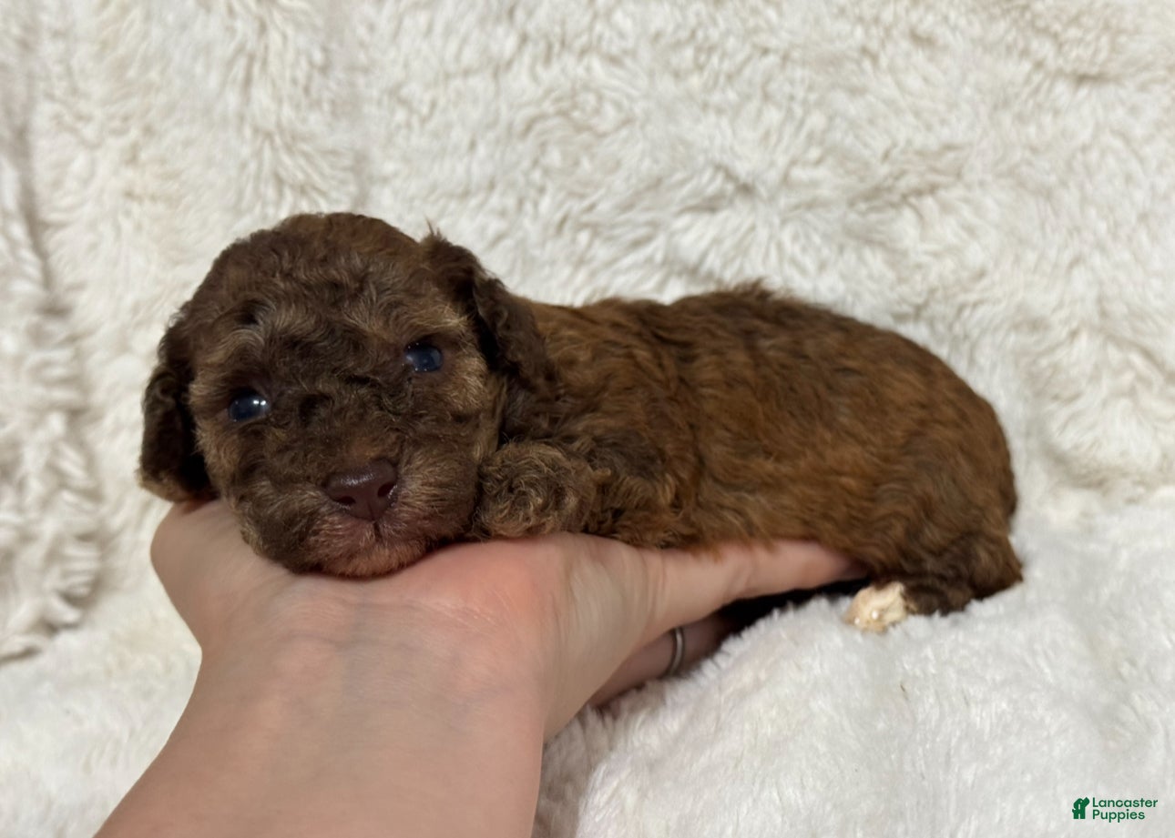Toy Poodle dogs Benji - Ad 39