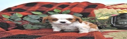 Cavalier King Charles Spaniel dogs for sale: Tilly - Ad 4