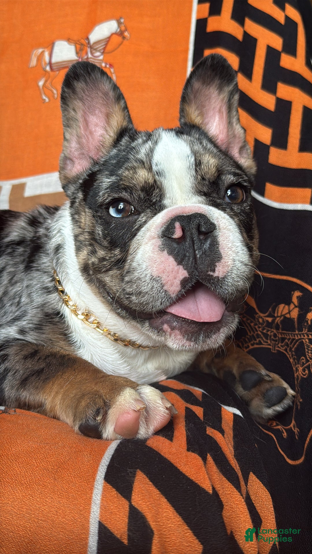 French Bulldog dogs for sale: Marcus - Ad 6