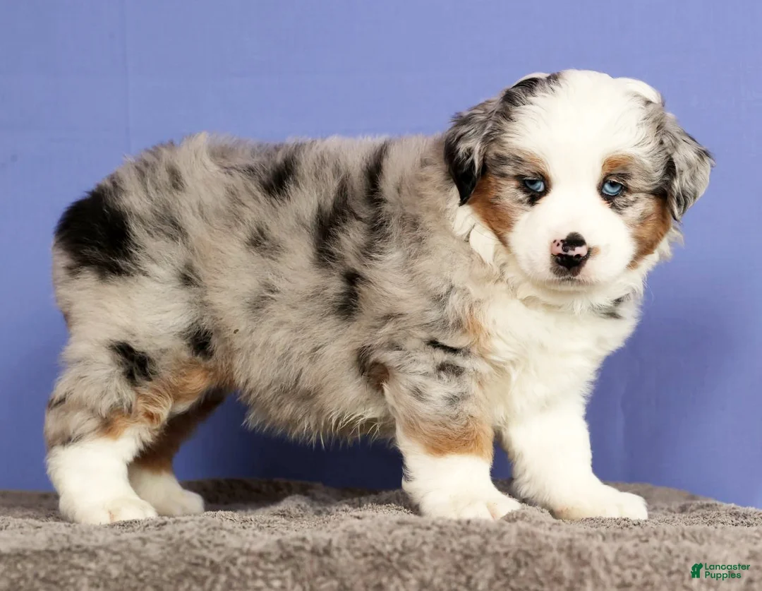Miniature Australian Shepherd dogs for sale: Joey - Ad 3
