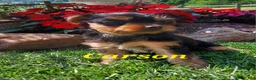 Yorkshire Terrier dogs for sale: Carson - Ad 1