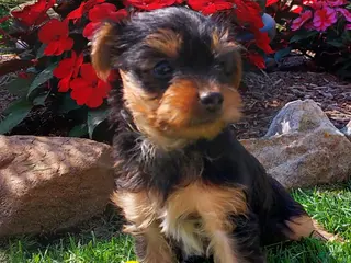 Yorkshire Terrier dogs Connor - Ad 35