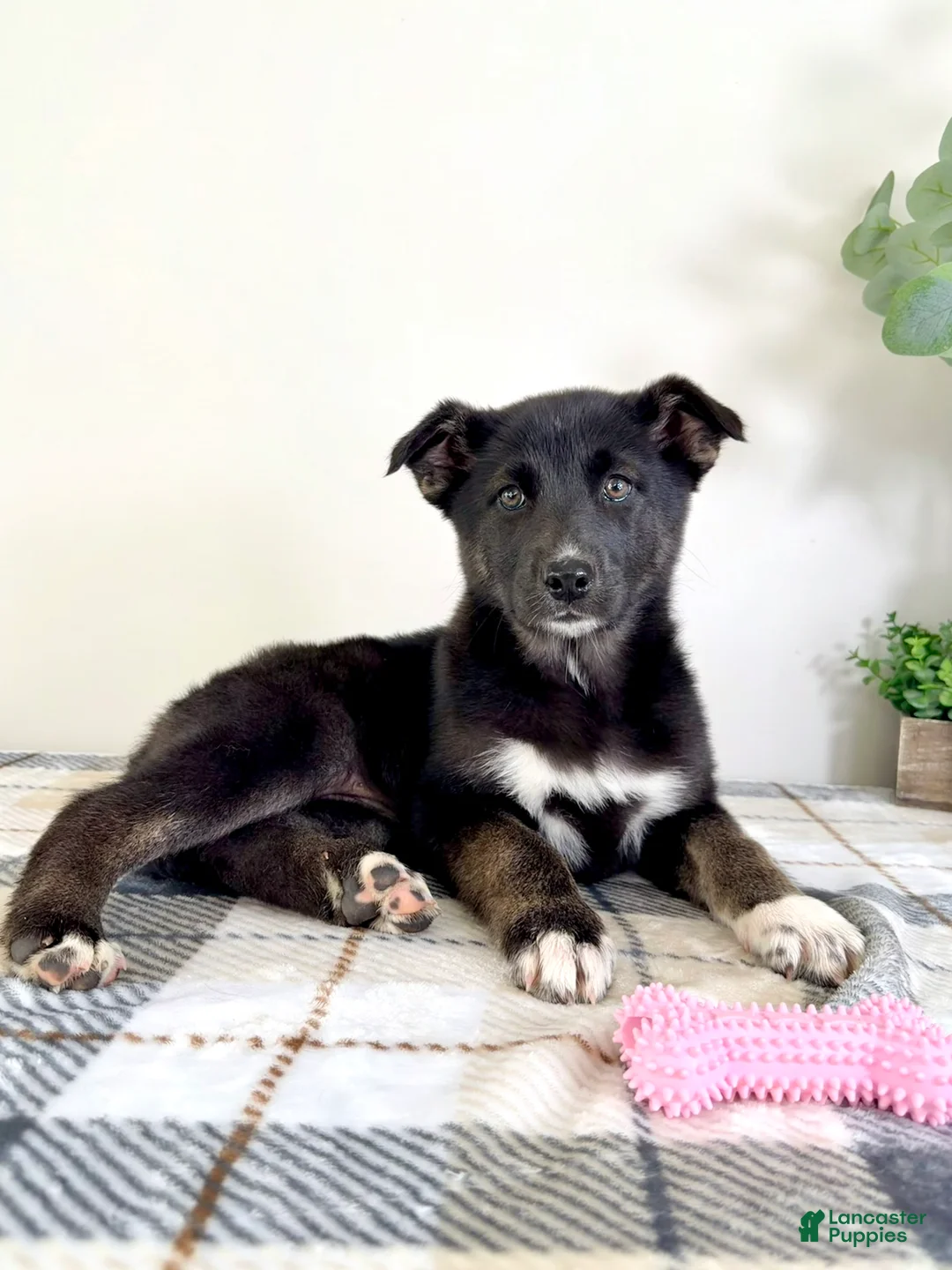 Gerberian Shepsky dogs for sale: Sadie  - Ad 2