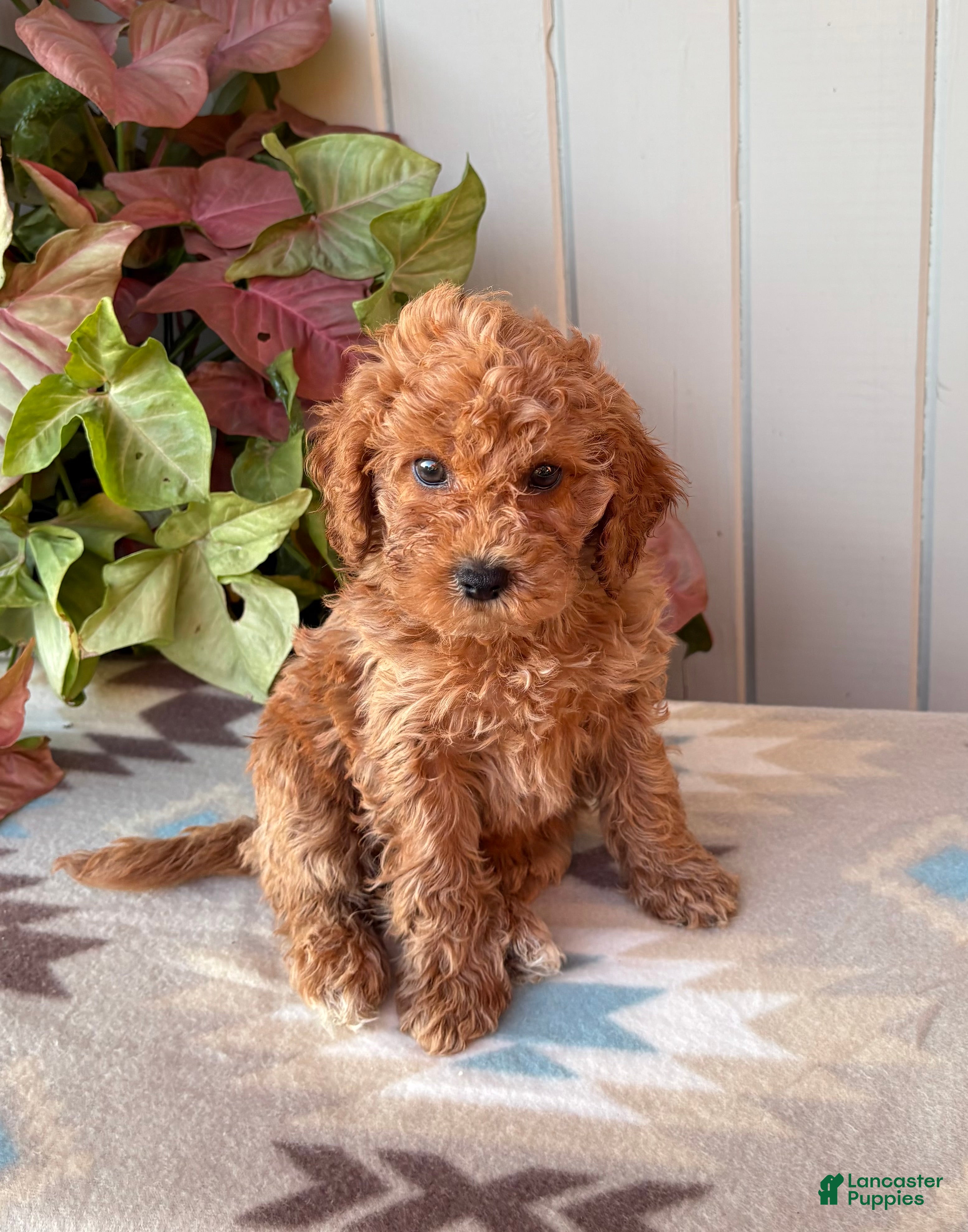 Cockapoo dogs Ruby  - Ad 2