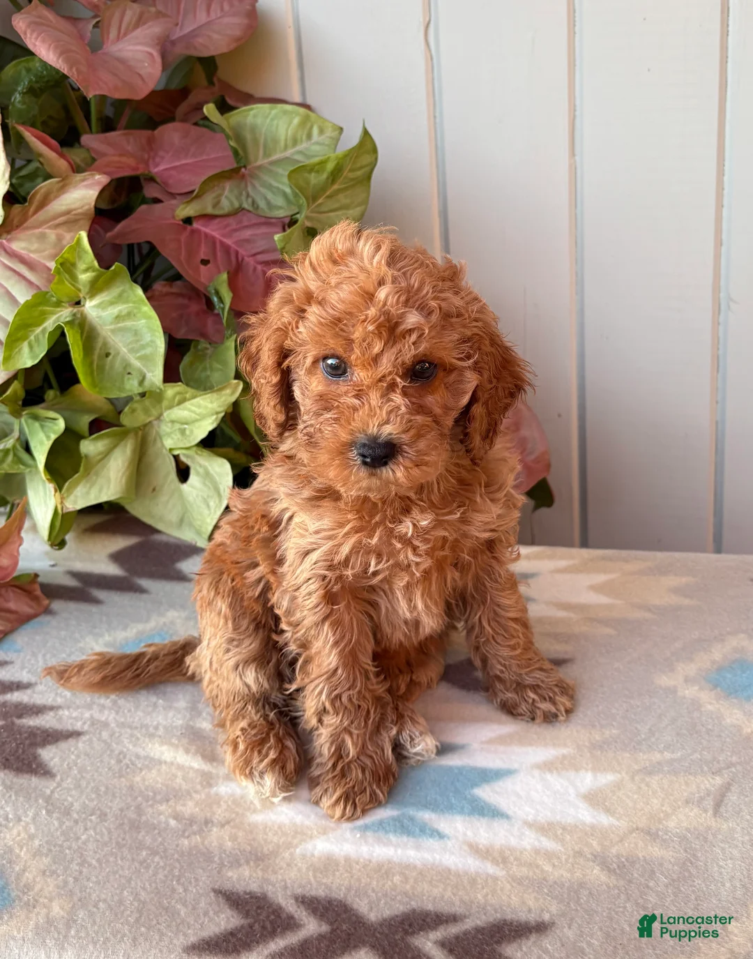 Cockapoo dogs for sale: Ruby  - Ad 2