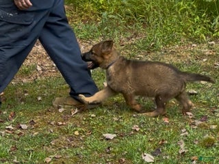 German Shepherd dogs - Ad 12