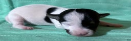 Jack Russell Terrier dogs for sale: Scar Face - Ad 3