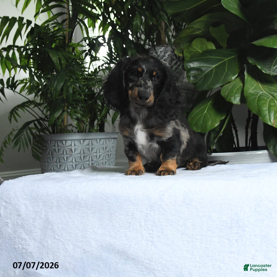 Miniature Dachshund dogs Otis - Ad 1