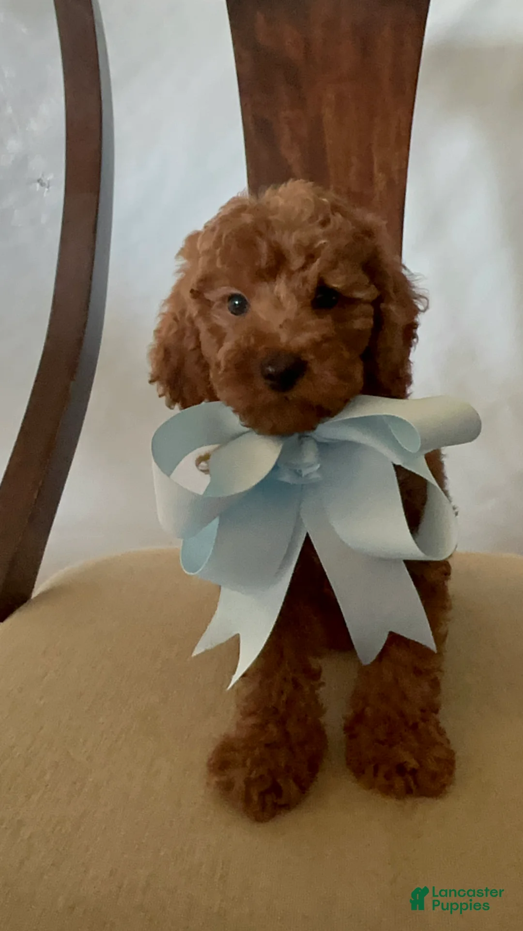 Miniature Poodle dogs for sale: Miniature Poodle 4 - Ad 2