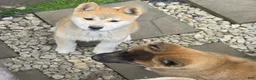 Akita dogs for sale: Akita Puppy 3 - Ad 4