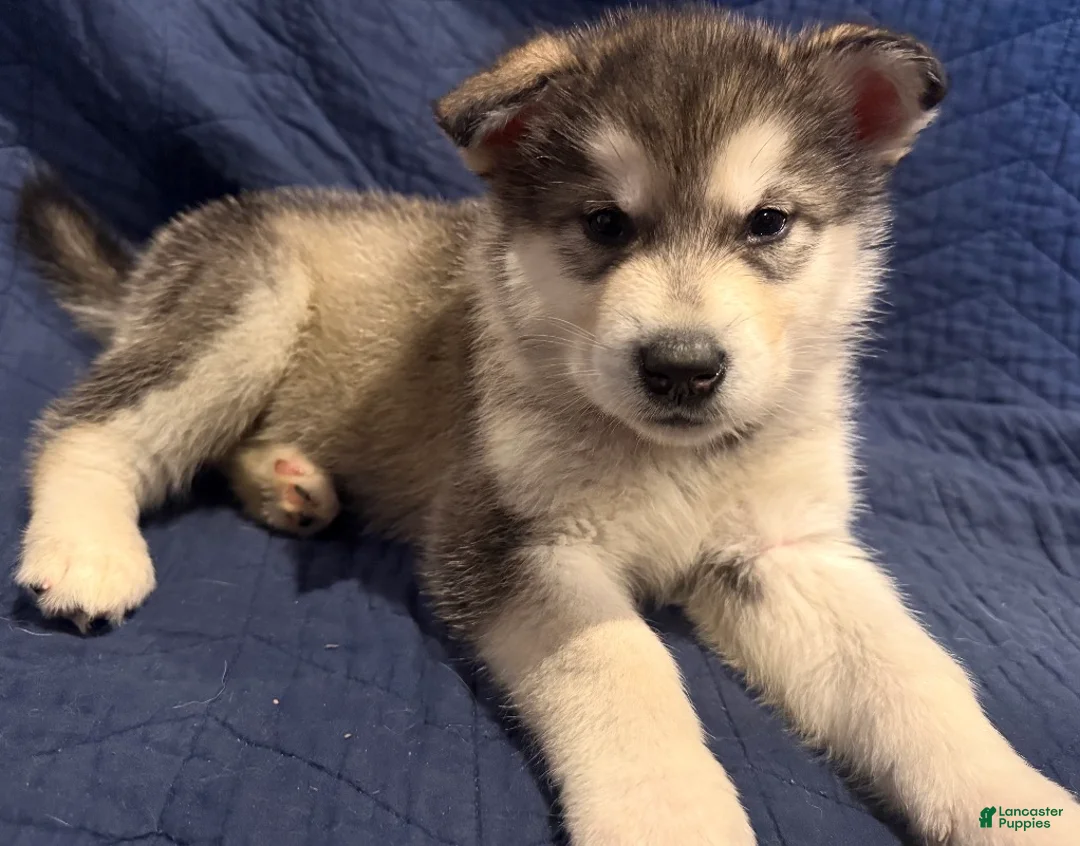 Alaskan Malamute dogs for sale: Maude - Ad 2