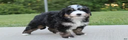 Mini Bernedoodle dogs for sale: Daisy - Ad 3