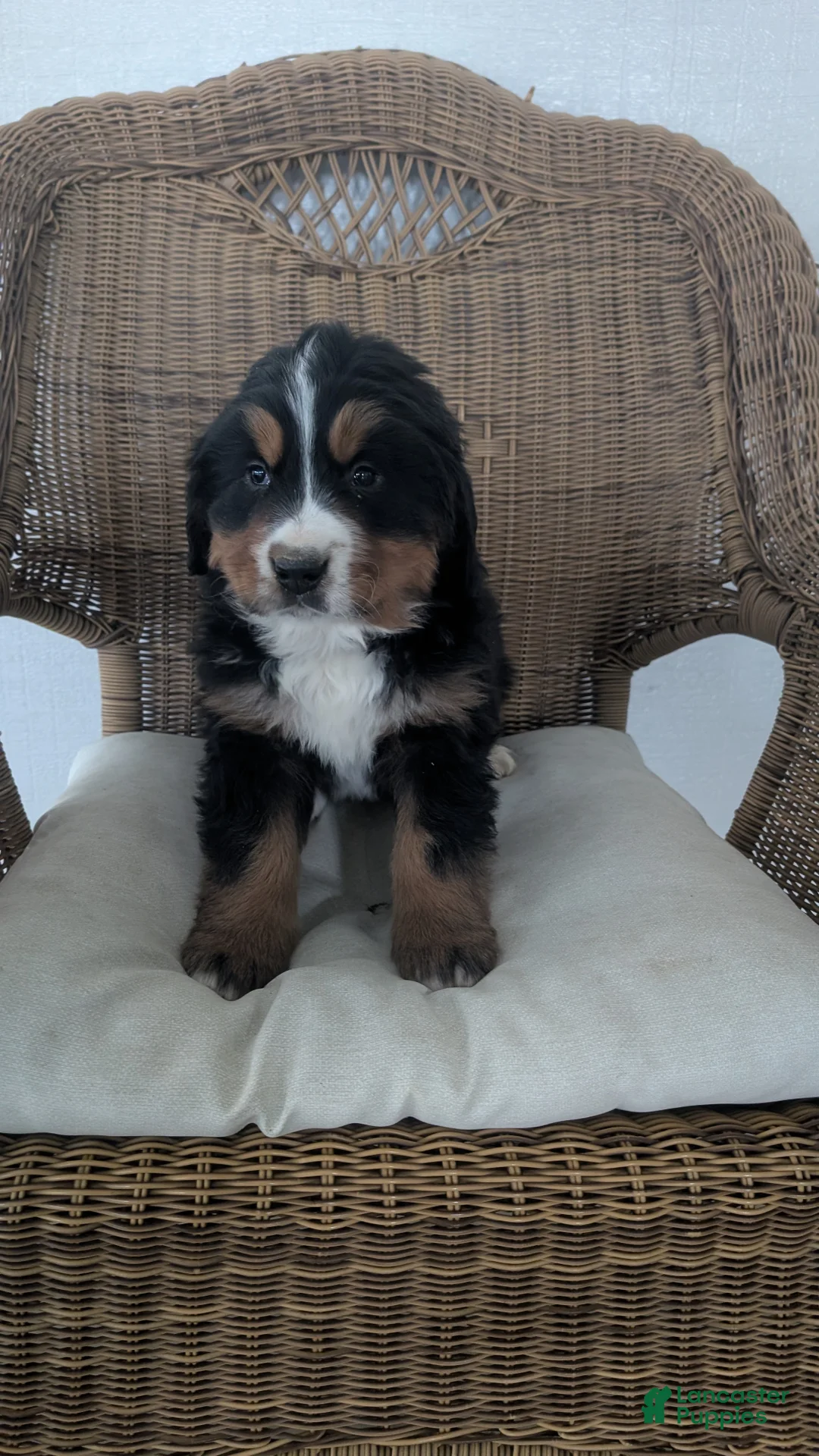 Bernese Mountain Dog dogs for sale: Jake  - Ad 3