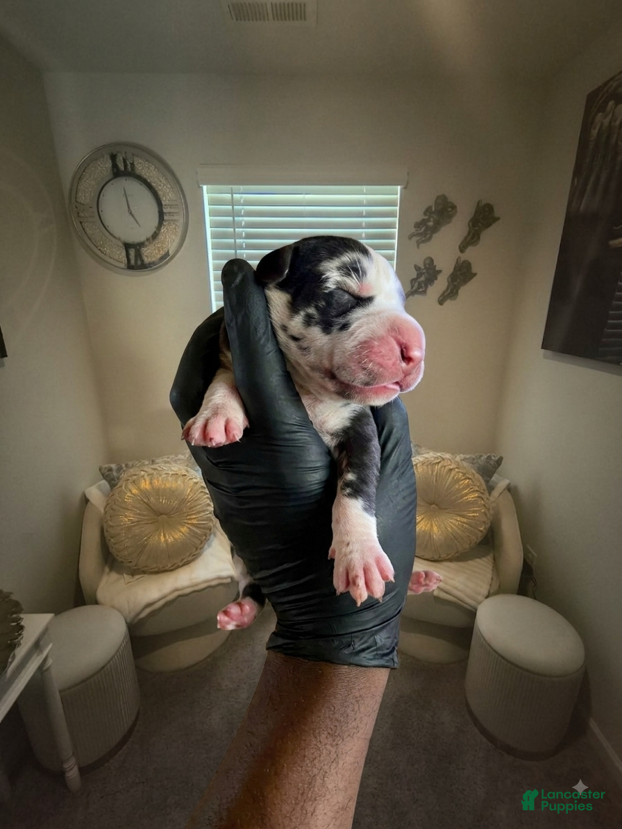 Great Dane dogs Rhythm and Soul’s Soulful Melody of Leon Thomas - Ad 7