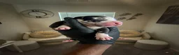 Great Dane dogs for sale: Rhythm and Soul’s Soulful Melody of Leon Thomas - Ad 1