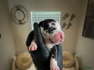 Great Dane dogs Rhythm and Soul’s Soulful Melody of Leon Thomas - Ad 7