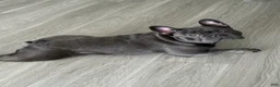 French Bulldog dogs for stud: Myylo - Ad 3