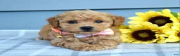 Bichpoo dogs for sale: Sunny - Ad 4