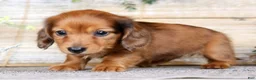Miniature Dachshund dogs for sale: Judy - Ad 7