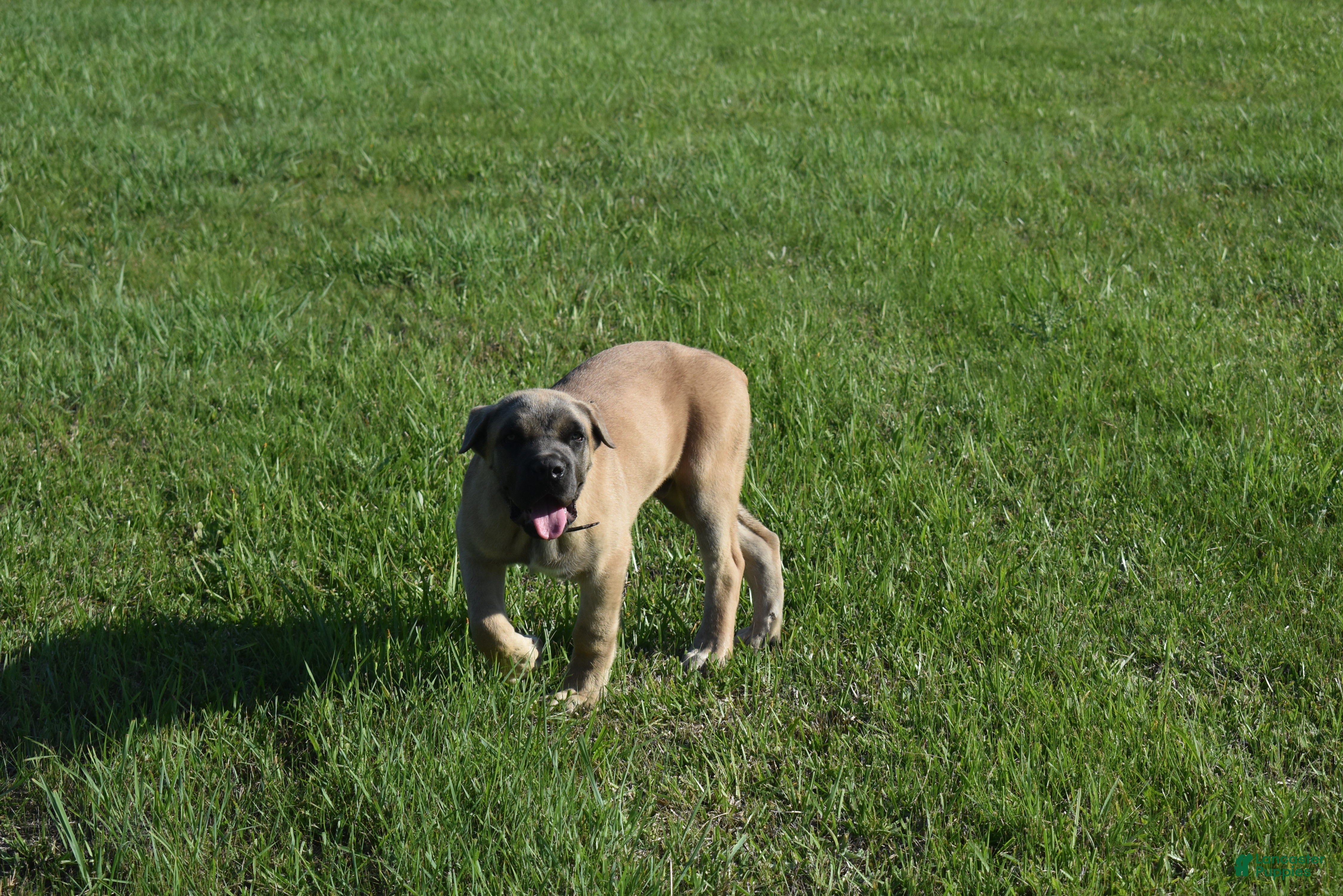 Cane Corso dogs Tiny - Ad 2