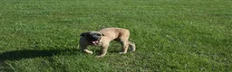 Cane Corso dogs for sale: Tiny - Ad 2
