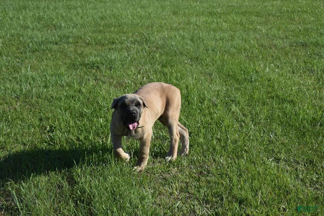 Cane Corso dogs for sale: Tiny - Ad 2