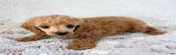 Toy Poodle dogs for sale: Bear - Ad 4