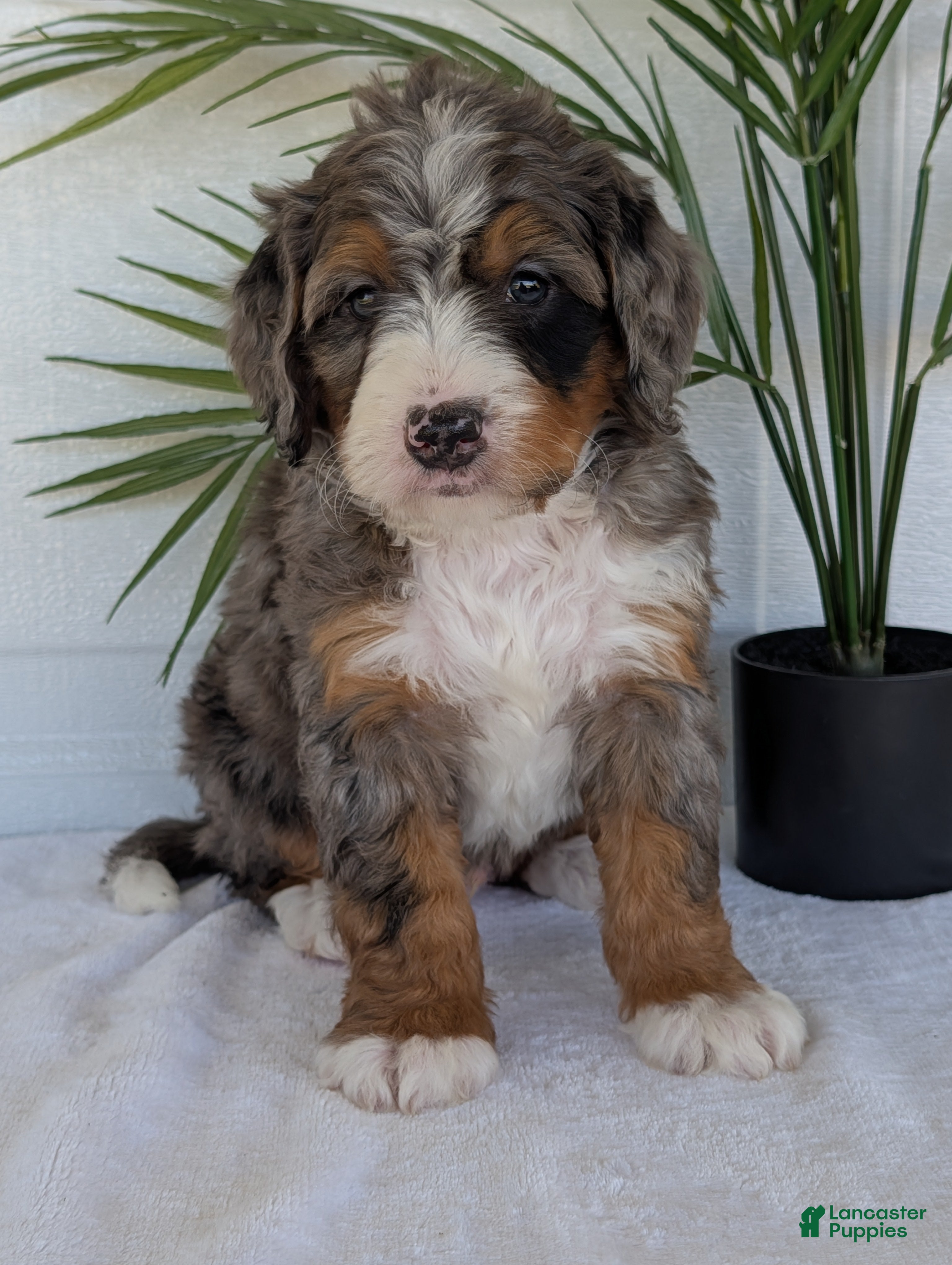 Mini Bernedoodle dogs Mini Bluey - Ad 2