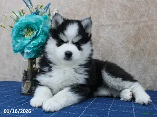 Pomsky dogs Diva - Ad 42
