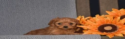 Cavapoo dogs for sale: Andrea - Ad 3