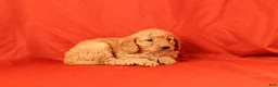 Mini Goldendoodle dogs for sale: Hector - Ad 4