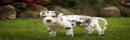 Great Dane dogs for sale: Bentley Great Dane  - Ad 6