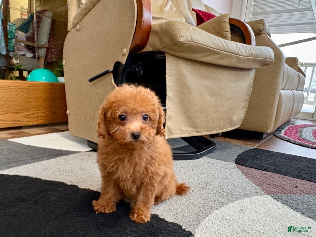 Maltipoo dogs for sale: Red Sugar  - Ad 2