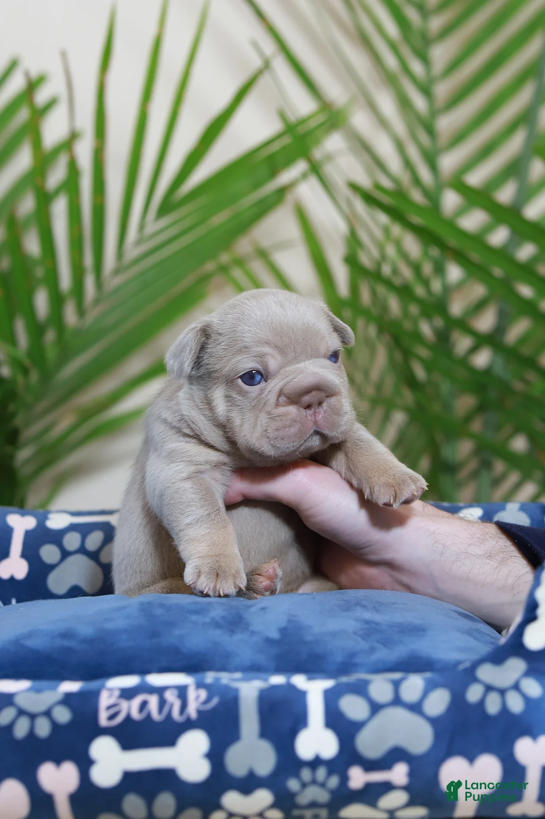 French Bulldog dogs for sale: Royal  - Ad 4
