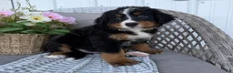 Bernese Mountain Dog dogs for sale: Molly - Ad 5