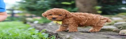 Miniature Poodle dogs for sale: Jax - Ad 4