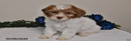 Shihpoo dogs for sale: Cooper - Ad 3